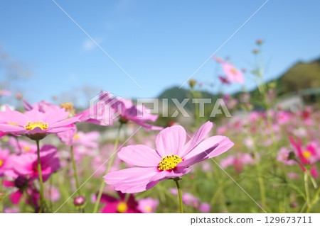 Beautiful Cosmos 129673711