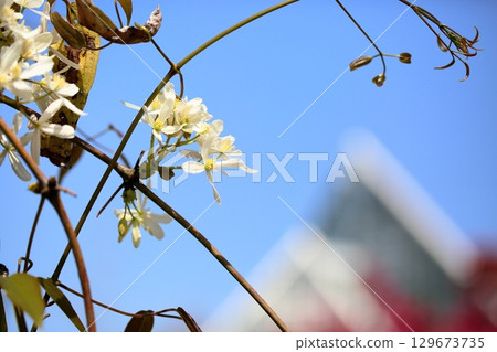 華山鐵線蓮花 華山鐵線蓮花 129673735