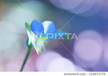 Shiny Tsuyusa flower bathed in light 129673776