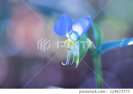 Shiny Tsuyusa flower bathed in light 129673777