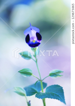 可愛的鴨跖草花 129673865