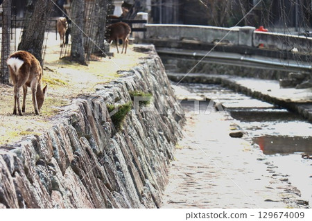 Aki's Miyajima 129674009