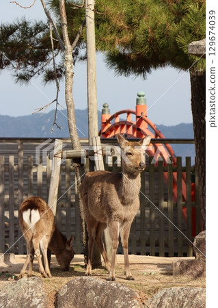 Aki的Miyajima Aki的Miyajima 129674039