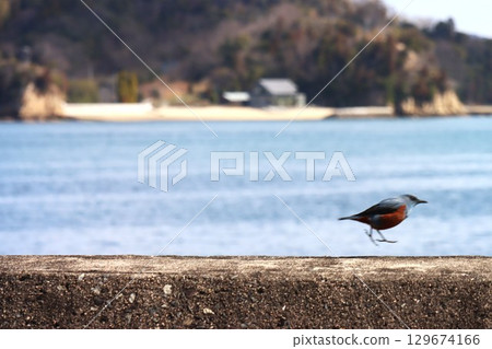 Shimanami Kaido Shimanami Kaido 129674166