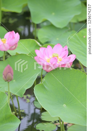 池塘里盛開的粉紅色睡蓮花 129674257