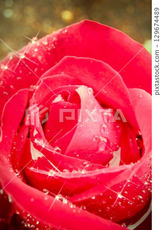 A red rose A red rose 129674489