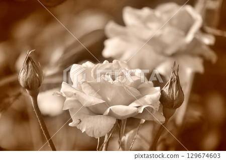 monochrome roses monochrome roses 129674603