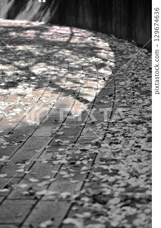 monochrome roses monochrome roses 129674636