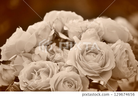 monochrome roses monochrome roses 129674656
