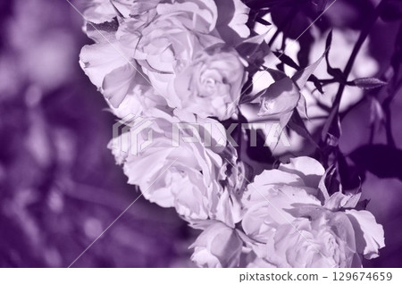 monochrome roses 129674659