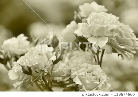 monochrome roses 129674660