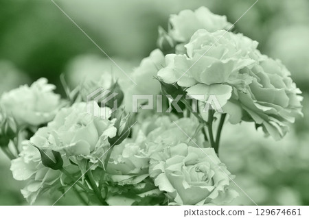 monochrome roses monochrome roses 129674661
