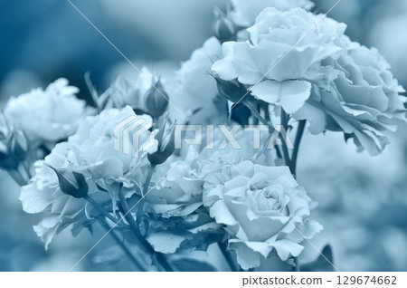monochrome roses 129674662