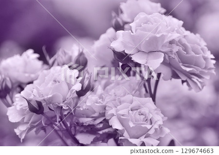 monochrome roses 129674663