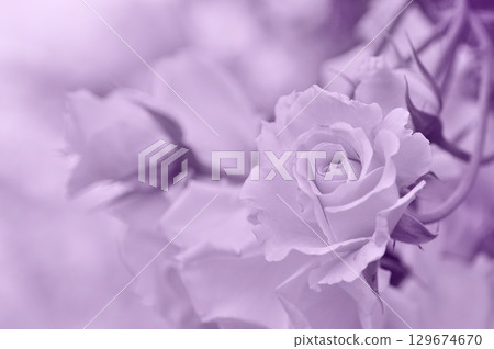 monochrome roses 129674670