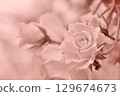 單色玫瑰 129674673