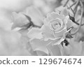 單色玫瑰 129674674