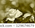 單色玫瑰 129674679