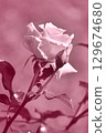 單色玫瑰 129674680