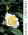 單色玫瑰 129674681