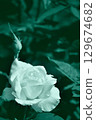 單色玫瑰 129674682