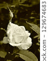 單色玫瑰 129674683