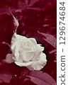 單色玫瑰 129674684