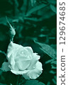 單色玫瑰 129674685