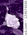 單色玫瑰 129674686