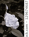 單色玫瑰 129674687