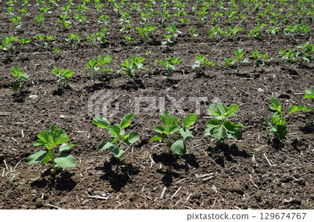 Soybean field Shonai, Yamagata Prefecture 129674767