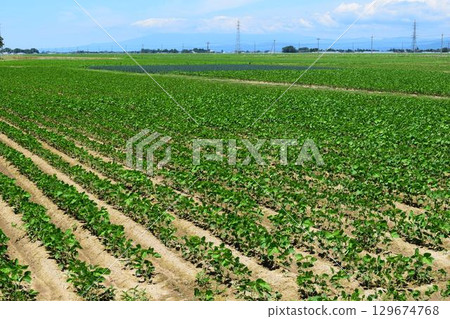 山形縣莊內市大豆田 129674768