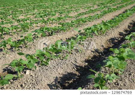 山形縣莊內市大豆田 山形縣莊內市大豆田 129674769