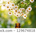 洋甘菊滴：一滴從洋甘菊花上滴落到下面的精油瓶中。 129674818