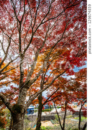 藝泉閣的秋葉【長崎市】 129674859