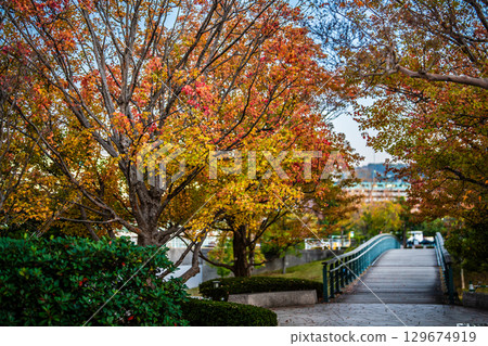 Evening view of autumn leaves at Mizube no Mori Park [Nagasaki City] 129674919