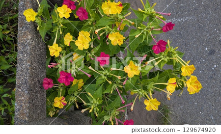 Pink and yellow Mirabilis Pink and yellow Mirabilis 129674920