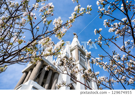 Cherry blossoms at Magome Church [Nagasaki City] 129674955