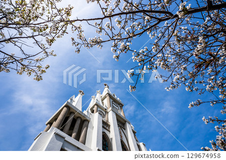 Cherry blossoms at Magome Church [Nagasaki City] 129674958