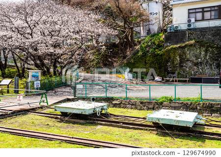 Sakura world cultural heritage [Nagasaki-shi, Nagasaki Prefecture] of Kojima training site 129674990