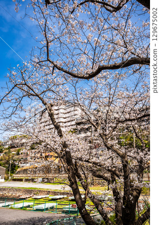 Sakura world cultural heritage [Nagasaki-shi, Nagasaki Prefecture] of Kojima training site 129675002