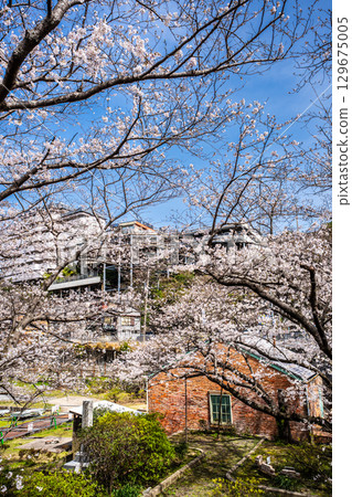 Sakura world cultural heritage [Nagasaki-shi, Nagasaki Prefecture] of Kojima training site 129675005