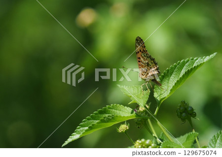 A butterfly resting on a lantana leaf A butterfly resting on a lantana leaf 129675074