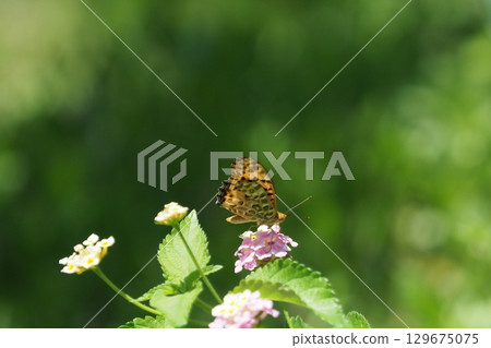 A butterfly resting on a lantana flower A butterfly resting on a lantana flower 129675075