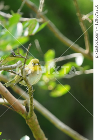 紫薇樹與日本繡眼鳥 129675210