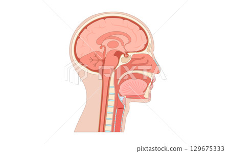 Upper respiratory tract and brain 129675333