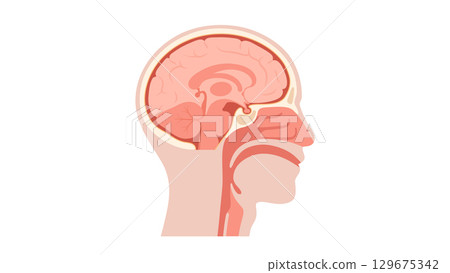 Upper respiratory tract and brain 129675342