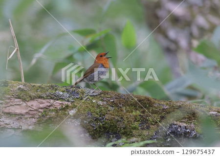 Male robin singing 129675437