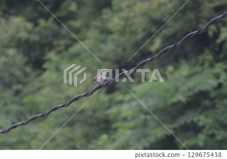 A female Japanese bush warbler perched on a power line 129675438