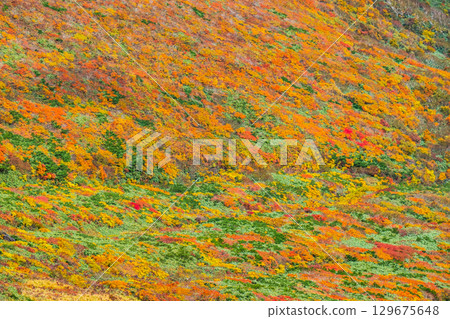 Autumn leaves on Mount Kurikoma (God's Carpet) Autumn leaves on Mount Kurikoma (God's Carpet) 129675648